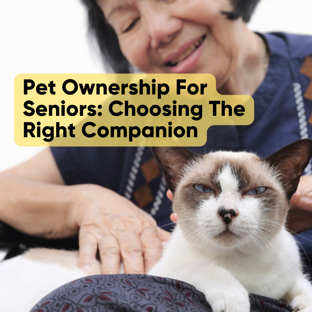 Pet Ownership For Seniors: Choosing The Right Companion